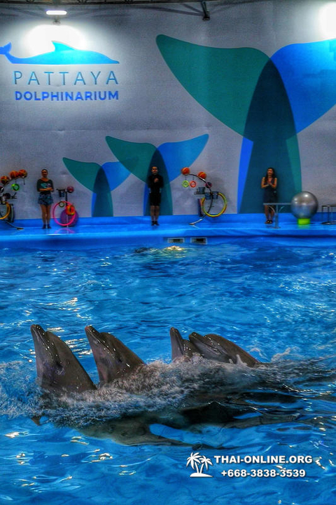 Pattaya Dolphinarium swimming with dolphins in Thailand - photo 18