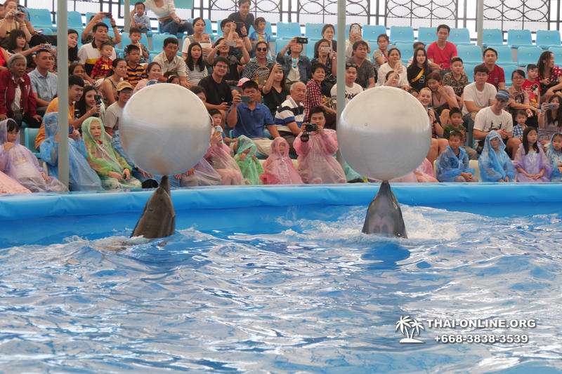 Pattaya Dolphinarium swimming with dolphins in Thailand - photo 29