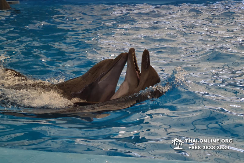 Pattaya Dolphinarium excursion in Thailand photo 17