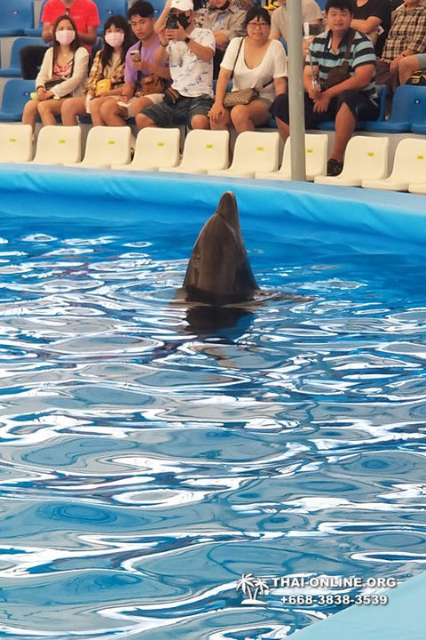Pattaya Dolphinarium swimming with dolphins in Thailand - photo 32