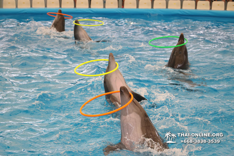 Pattaya Dolphinarium swimming with dolphins in Thailand - photo 37