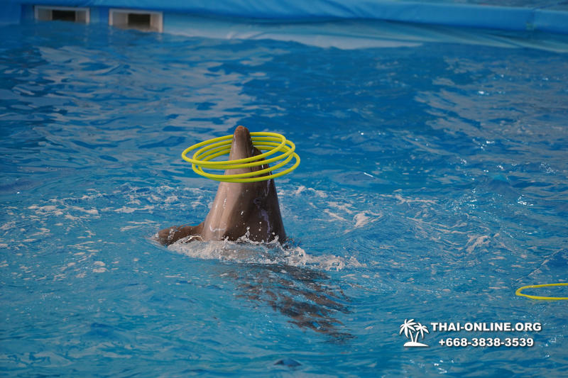 Pattaya Dolphinarium swimming with dolphins in Thailand - photo 105