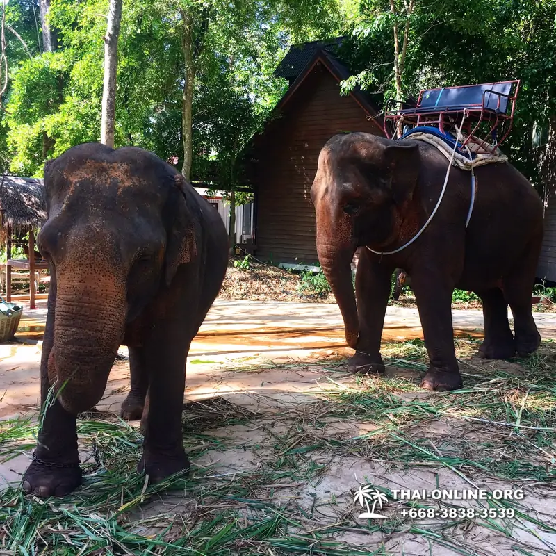 Call of Jungle, Khao Yai trip from Pattaya to Nakhon Nayok photo 51