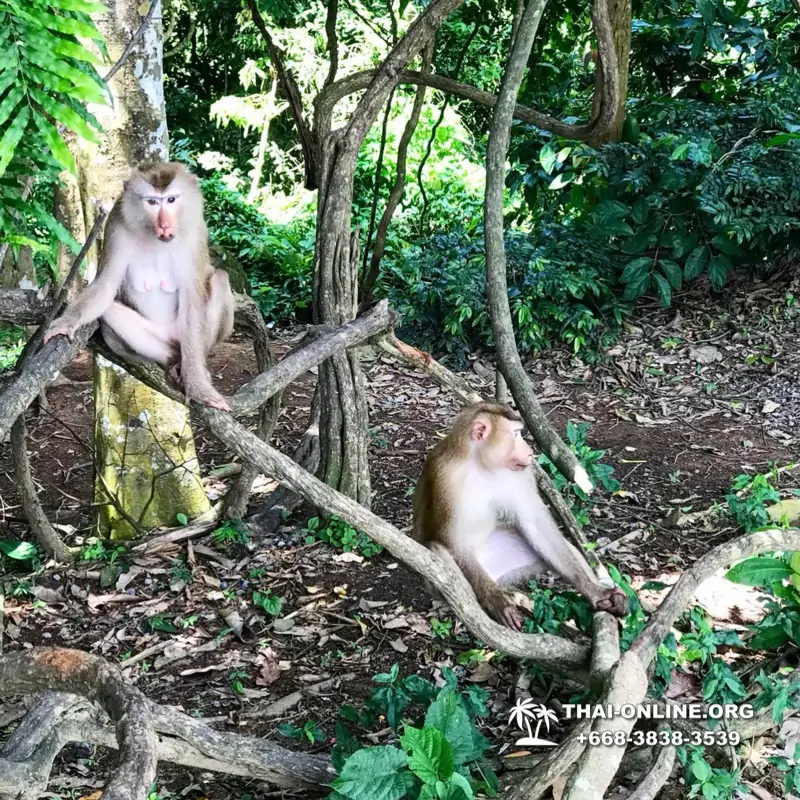 Call of Jungle, Khao Yai trip from Pattaya to Nakhon Nayok photo 1