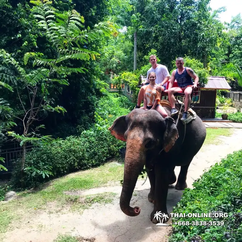 Guided tour from Pattaya to Khao Yai national park, Narok and Suwat falls, mineral springs, elephant rides, Bonanza open zoo - photo 21