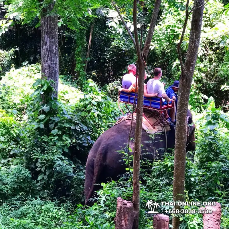 Guided tour from Pattaya to Khao Yai national park, Narok and Suwat falls, mineral springs, elephant rides, Bonanza open zoo - photo 6