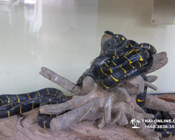 International Snake Show Pattaya, Cobra Farm in Thailand photo 3