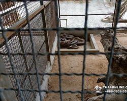 International Snake Show Pattaya, Cobra Farm in Thailand photo 72
