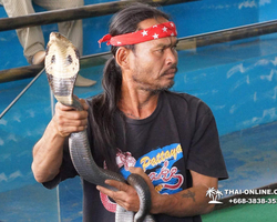 International Snake Show Pattaya, Cobra Farm in Thailand photo 40