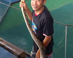International Snake Show Pattaya, Cobra Farm in Thailand photo 6