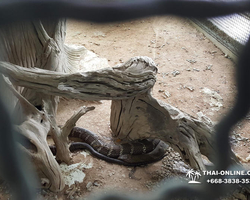 International Snake Show Pattaya, Cobra Farm in Thailand photo 75