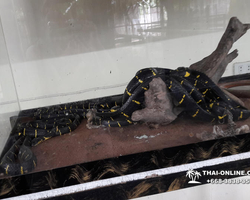 International Snake Show Pattaya, Cobra Farm in Thailand photo 69