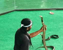 International Snake Show Pattaya, Cobra Farm in Thailand photo 7
