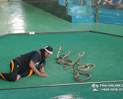 International Snake Show Pattaya, Cobra Farm in Thailand photo 32