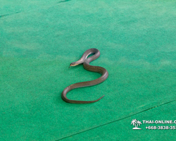 International Snake Show Pattaya, Cobra Farm in Thailand photo 1