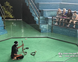 International Snake Show Pattaya, Cobra Farm in Thailand photo 28
