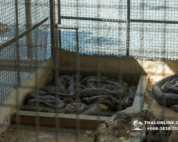 International Snake Show Pattaya, Cobra Farm in Thailand photo 78