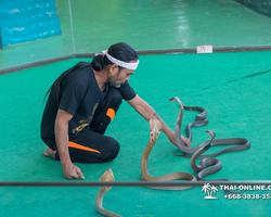 International Snake Show Pattaya, Cobra Farm in Thailand photo 2