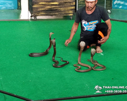 International Snake Show Pattaya, Cobra Farm in Thailand photo 33