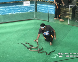 International Snake Show Pattaya, Cobra Farm in Thailand photo 27