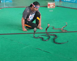 International Snake Show Pattaya, Cobra Farm in Thailand photo 31