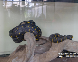 International Snake Show Pattaya, Cobra Farm in Thailand photo 4