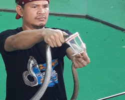 International Snake Show Pattaya, Cobra Farm in Thailand photo 43