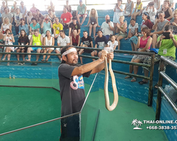 International Snake Show Pattaya, Cobra Farm in Thailand photo 63