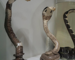 International Snake Show Pattaya, Cobra Farm in Thailand photo 64