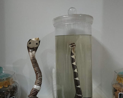 International Snake Show Pattaya, Cobra Farm in Thailand photo 57