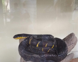 International Snake Show Pattaya, Cobra Farm in Thailand photo 55