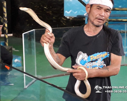 International Snake Show Pattaya, Cobra Farm in Thailand photo 45