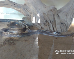 International Snake Show Pattaya, Cobra Farm in Thailand photo 74