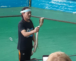 International Snake Show Pattaya, Cobra Farm in Thailand photo 44