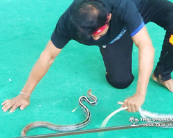 International Snake Show Pattaya, Cobra Farm in Thailand photo 38