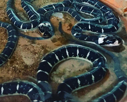 International Snake Show Pattaya, Cobra Farm in Thailand photo 23