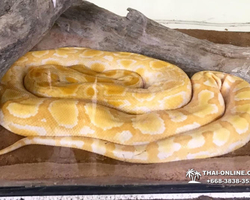 International Snake Show Pattaya, Cobra Farm in Thailand photo 21