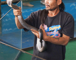 International Snake Show Pattaya, Cobra Farm in Thailand photo 42