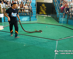 International Snake Show Pattaya, Cobra Farm in Thailand photo 34