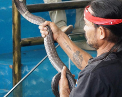 International Snake Show Pattaya, Cobra Farm in Thailand photo 41