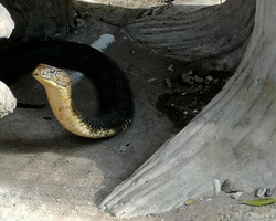 International Snake Show Pattaya, Cobra Farm in Thailand photo 61