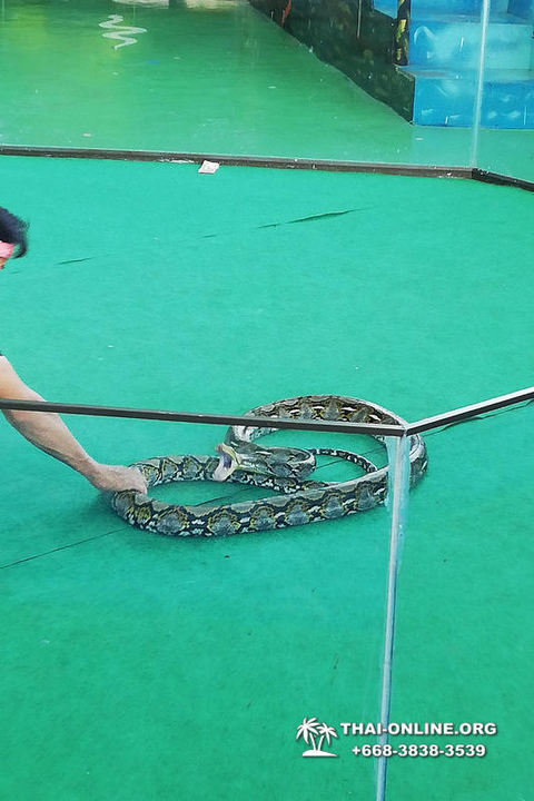 Pattaya Snake Farm, cobra farm, Thailand snake show photo 29