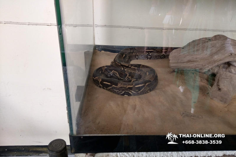 International Snake Show Pattaya, Cobra Farm in Thailand photo 56