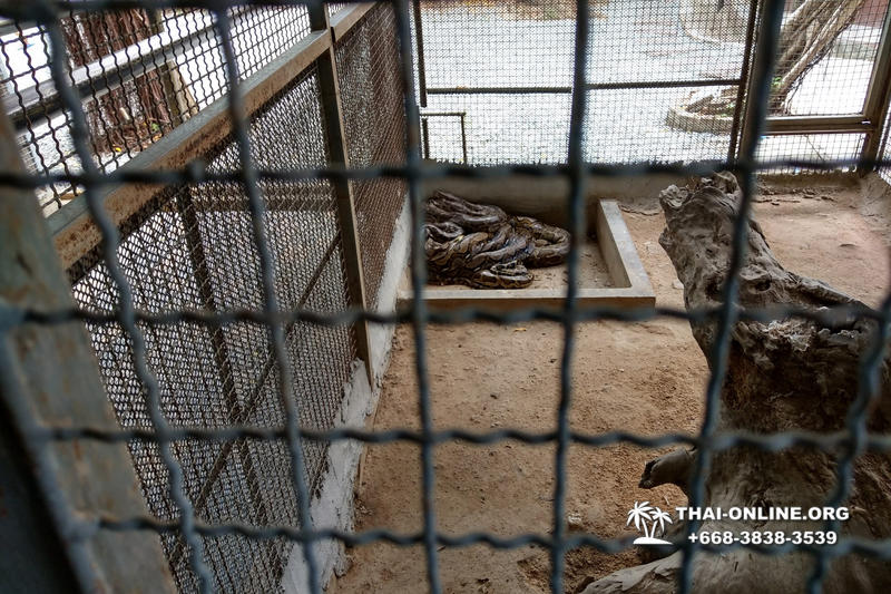 International Snake Show Pattaya, Cobra Farm in Thailand photo 72