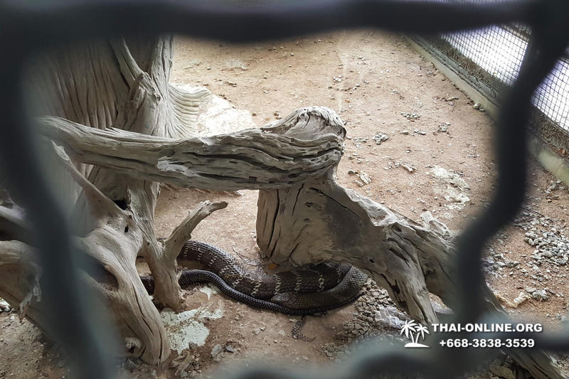 International Snake Show Pattaya, Cobra Farm in Thailand photo 75