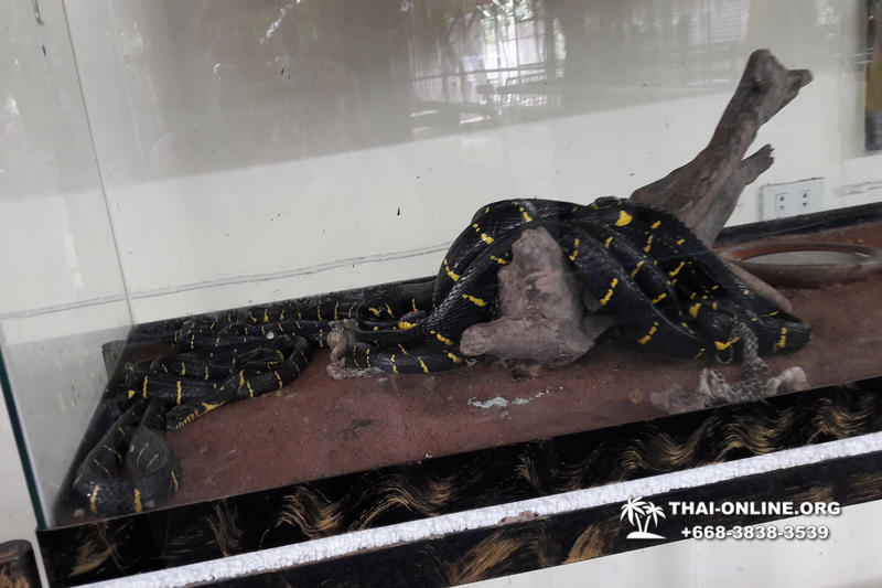 International Snake Show Pattaya, Cobra Farm in Thailand photo 69