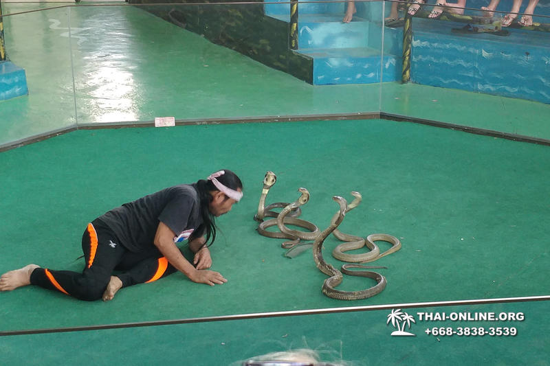 Pattaya Snake Farm, cobra farm, Thailand snake show photo 26