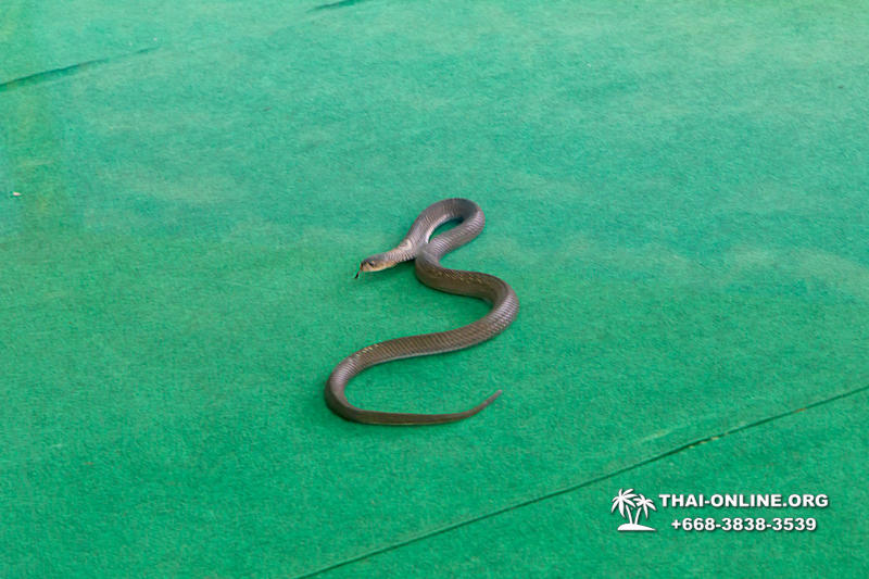 Pattaya Snake Farm, cobra farm, Thailand snake show photo 1