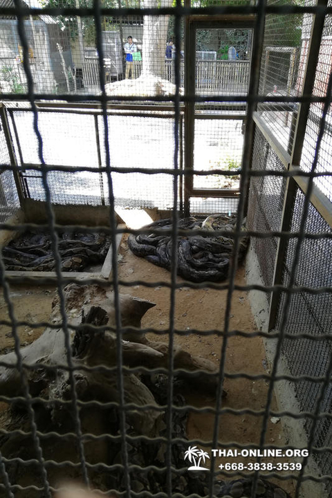 International Snake Show Pattaya, Cobra Farm in Thailand photo 58