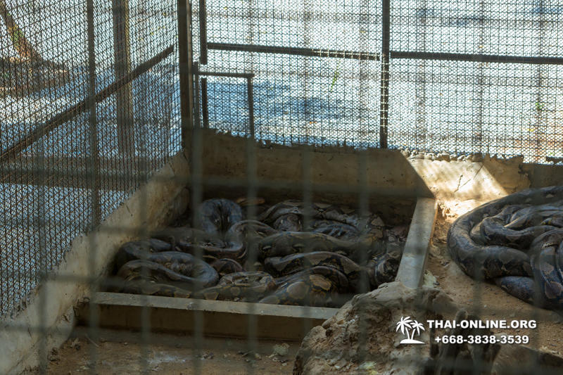 International Snake Show Pattaya, Cobra Farm in Thailand photo 78